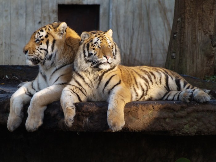 Tigers out extend road win streak vs white sox 12