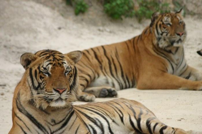 Tigers | Tiger Temple Kanchanaburi Provence, Thailand | S B | Flickr Tigers sawyer gipson long returns majors vs white sox