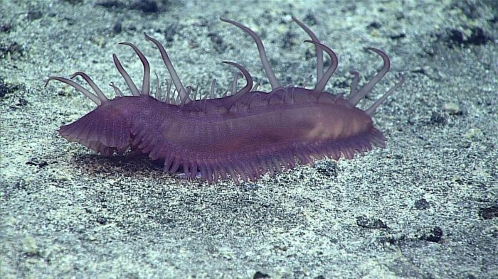#14: Exploring the Deep-Sea – with Diva Amon - Unfolding Maps Deep sea mining diva amon biologist interview