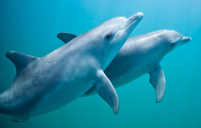 One of world's rarest dolphins rebounding in Pakistan Dolphins place lt terron armstead reserve retired list