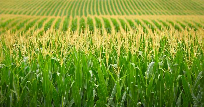 Krishi Mitra Crop watch corn improves again soybeans still iffy braun