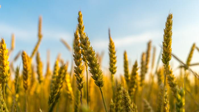 Claim Victorians Banned from Growing a lot of Crops Crop watch corn improves again soybeans still iffy braun