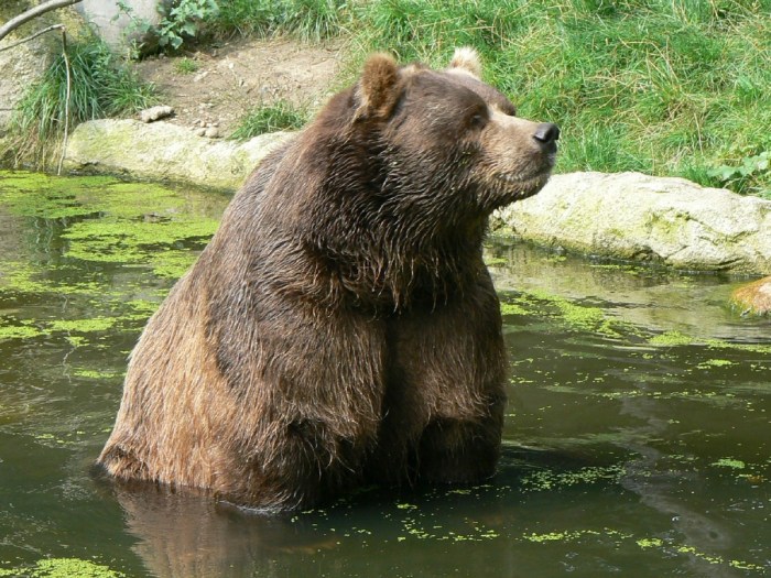 Free Images : wildlife, zoo, mammal, fauna, brown bear, vertebrate ... Wild re sign f marcus johansson one year deal