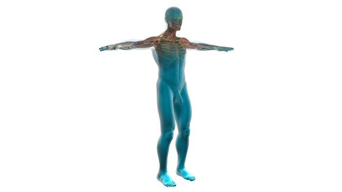 Human Anatomy Free Stock Photo - Public Domain Pictures Labubu human sized figure sells over 150000 beijing auction