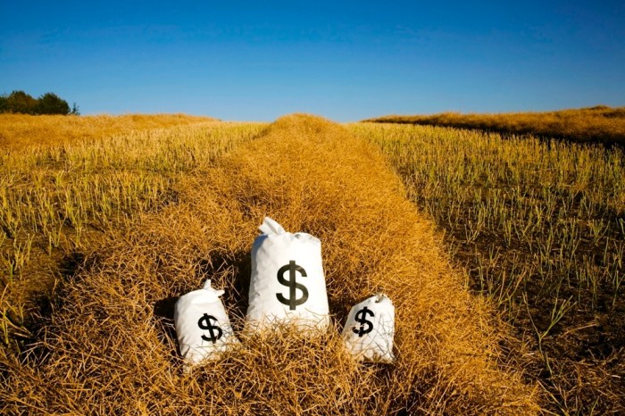 Tariffs canola seen supercharging canadian farmers shift spring wheat