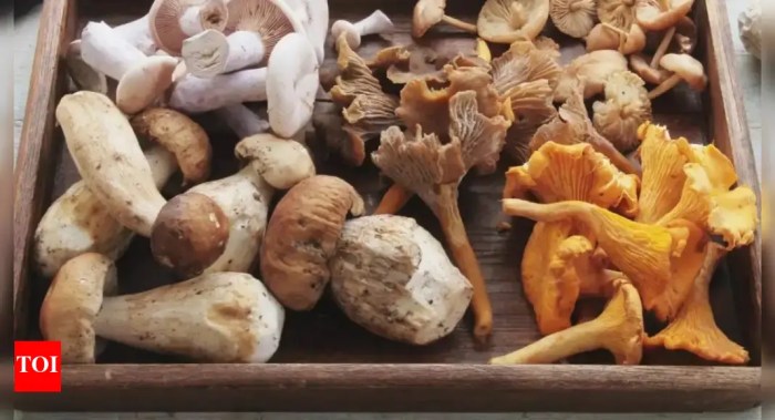 Inside Australia's death cap mushroom poisoning case where woman is ... Australian accused mushroom murders denies poisoning lunch cross examination