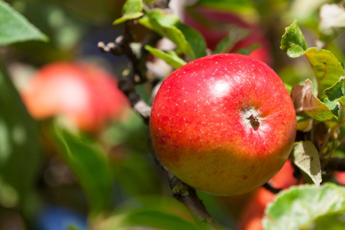 Ripening Red Apple Free Stock Photo - Public Domain Pictures Apple gives tata india iphone repair business partnership expands sources say