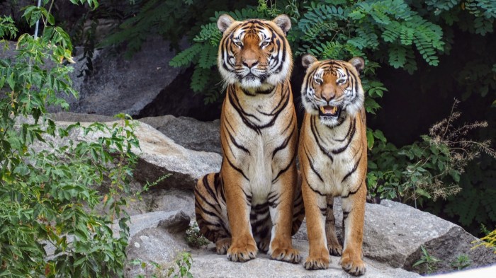 Tigers out extend road win streak vs white sox 12