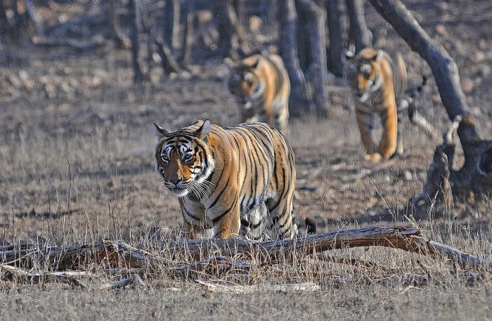The World's Best National Parks - WorldAtlas Top 10 national parks in the world according to ai