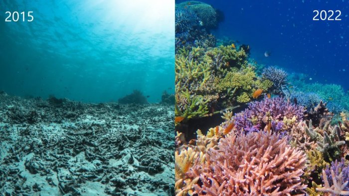 What innovative strategies are being employed to conserve and restore ... How we can restore coral reefs