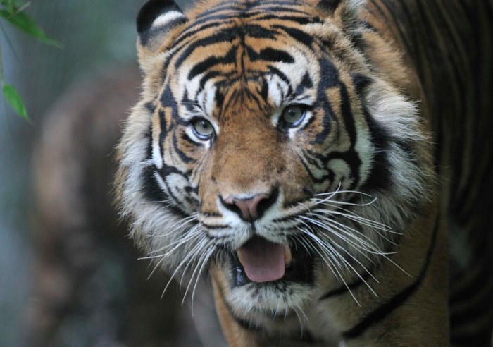 Tigers pound three homers edge royals lugos return