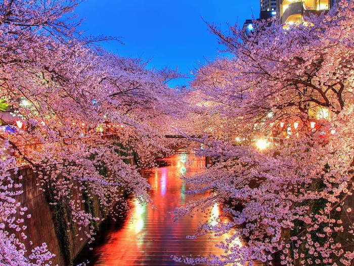 HD wallpaper: sakura trees, o-hanami, blossom, japan, night, pink Color ... Japan poised sweeten offshore wind rules players get cold feet