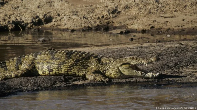 Israel’s Environmental Minister Reclassifies Crocodiles Amidst Controversial Proposal for Prison Security by Far-Right National Security Minister.