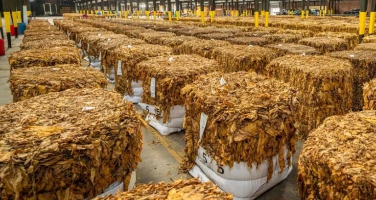 EU Auditor Report Exposes Fragmented Regulations as Illicit Tobacco Trade Costs Bloc Billions