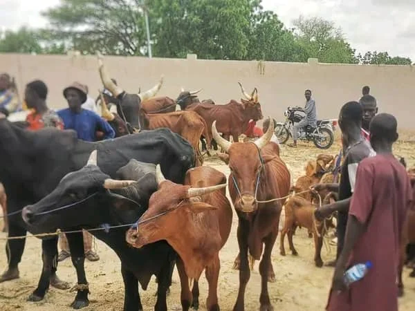 Jigawa Council Vaccinates Over 3,000 Livestock Against Deadly Pulmonary Disease to Protect Local Livelihoods