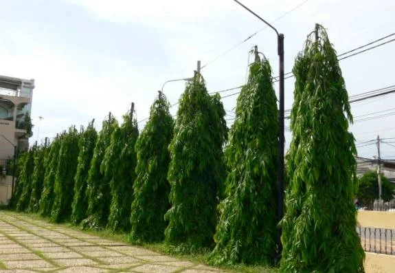 Polyalthia longifolia: The Versatile Mast Tree and Its Emerging Role in Modern Pharmacology and Industry