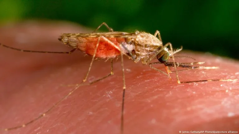 Rare cluster of airport malaria cases in Frankfurt claims three lives as health authorities issue urgent warning