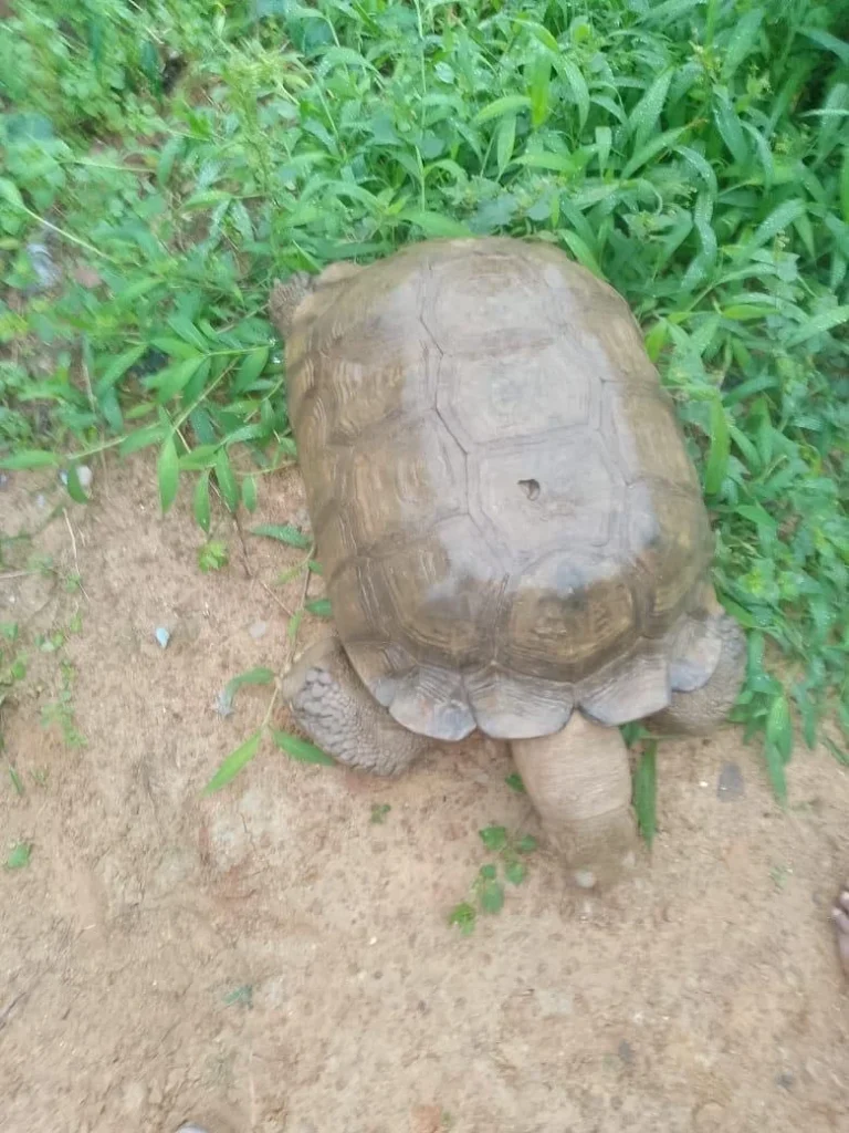 The ancient palace of the Alaafin of Oyo mourns the loss of Baba the 420-year-old tortoise and a living relic of Yoruba history